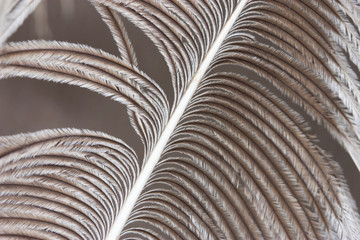 Ostrich feather