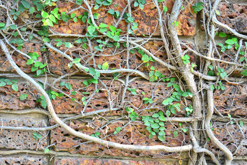 Plant Climber on the wall