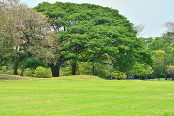 Big trees in the garden