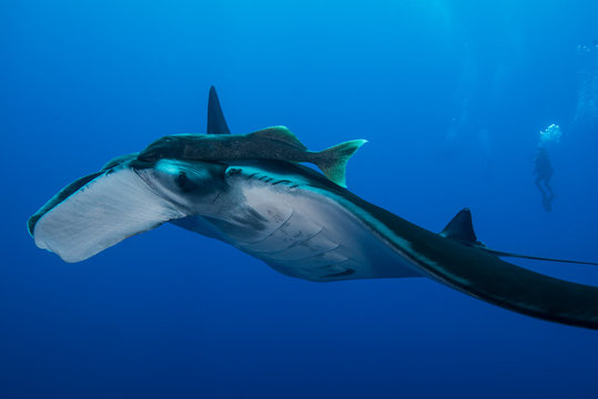 Giant Manta (Manta Birostris) with large remora attached on top of its eye, diver in background