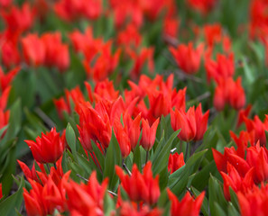 Tulip. Beautiful colorful red tulips flowers in spring garden, vibrant floral background © den-belitsky