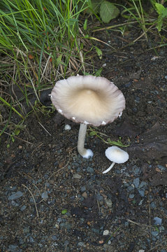 Pale brittlestem mushroom (Psathyrella candolleana)