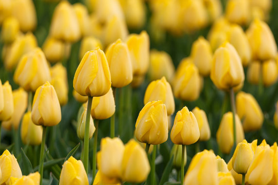Tulip. Beautiful colorful yellow tulips flowers in spring garden, vibrant floral background