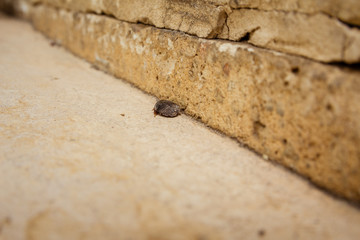Female desert sand cockroach
