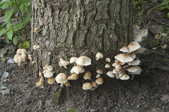 Pale brittlestem mushroom (Psathyrella candolleana)