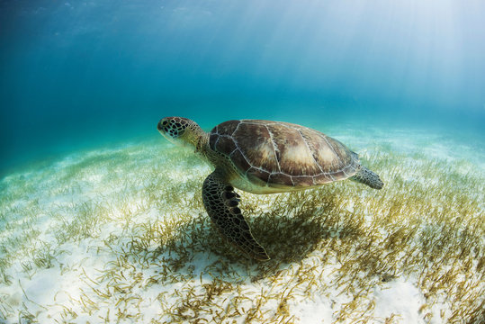 Green Turtle (Chelonia Mydas) looks for seagrass foraging grounds in the shallows of Akumal Bay, Mexico