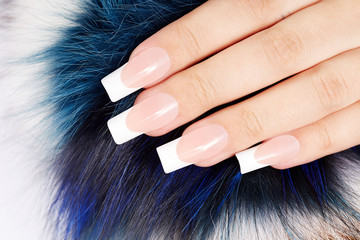 Hand with long artificial french manicured nails on fur background