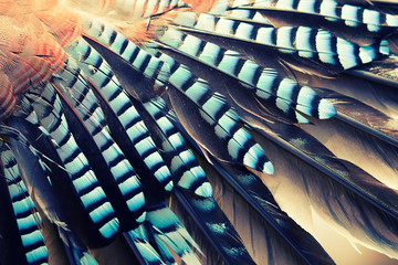 wing