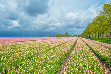 Tulips in a field in spring 