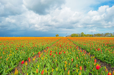 Tulips in a field in spring 