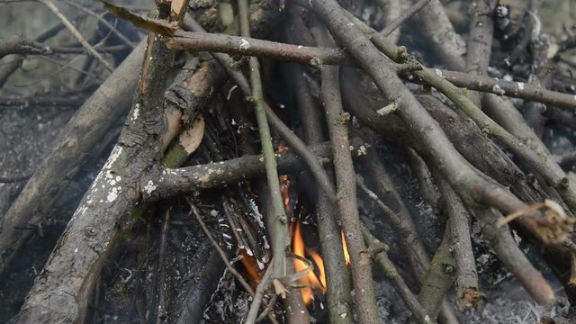 Burning wood, campfire macro video, close up of burning forest