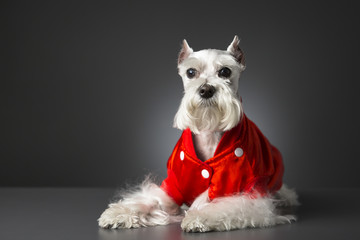 Schnauzer dog with red jacket