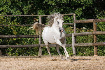 Nice white arabian horse running