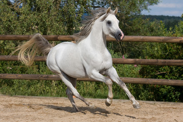 Nice white arabian horse running