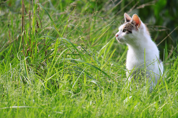 Katze sitzt im Gras