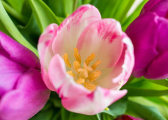 Obraz na płótnie Canvas tulipe