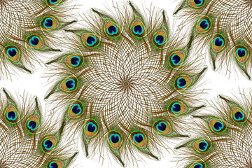 Obraz premium Beautiful peacock feathers as background with text copy space