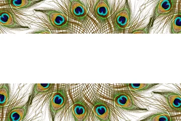 Wandaufkleber Beautiful peacock feathers as background with text copy space © gv image
