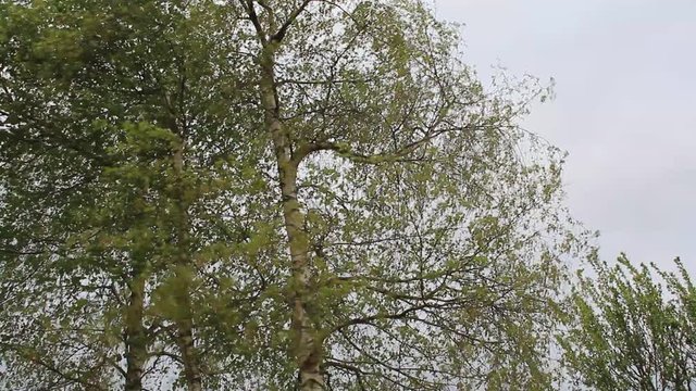 Bouleaux blancs dans le vent