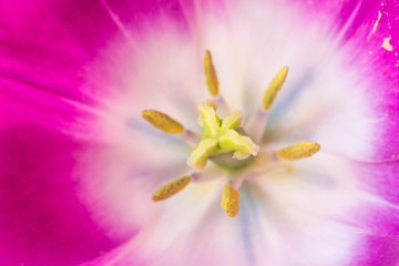 Fototapeta na wymiar tulipe 