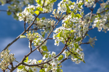 Spring flowering tree