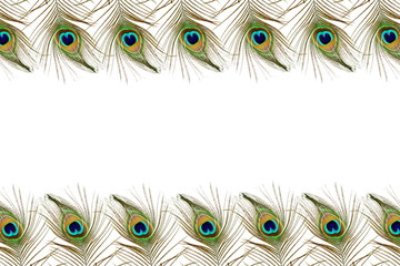 Beautiful peacock feathers as background with text copy space