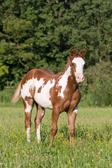 Fototapeta na wymiar Portrait of nice appaloosa foal
