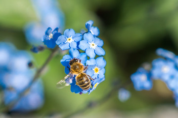 bee on the blue flowers