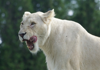 Beautiful background with the dangerous white lion