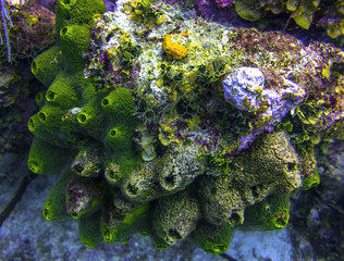 Dying Coral in Grand Cayman