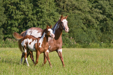 Appaloosa mare with foal running on meadow