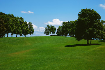 Fototapeta premium Green grass on a golf field