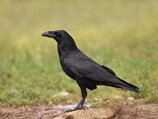 Common raven (Corvus corax)