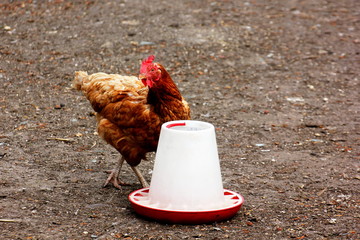chicken at a feeder