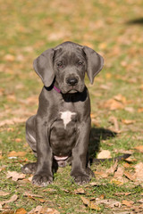 Portrait of nice posing puppy-great dane