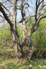 old tree with some painted signs for tourists