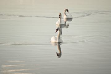 Łabędzie © Mariusz Stoszewski