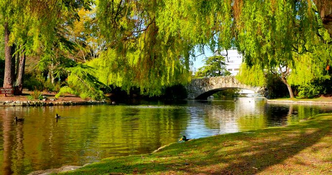 4K Pond with Ducks and Arch Rock Bridge with Willow Trees