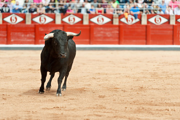 black bull on the sand in motion