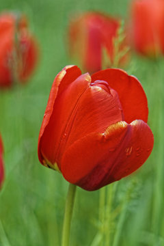 red tulip closeup