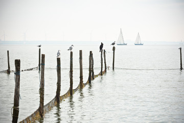 Northern Sea landscape