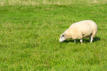 sheep eats green grass at farm