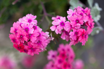 Verbena flowers on bokeh background