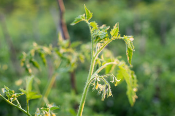 Stems, leaves and flowers of the tomato
