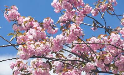 Sakura Flower or Cherry Blossom With Beautiful Nature Background