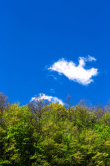 beechwood in spring time over blue sky and cloud