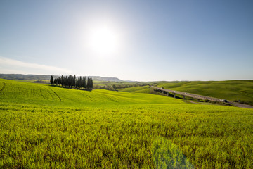 Famous group of cypress trees near San Quirico d´ Orcia, Tuscany, Italy