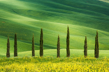 Typical shapes of cypress trees in Tuscany, Italy