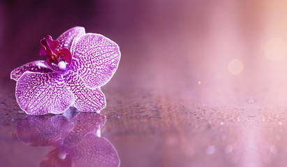 Naklejka na ściany i meble Beautiful orchid flower with reflections