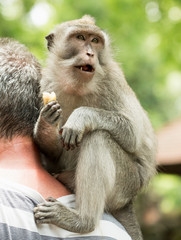 Macaque  portrait (Macaca Macaque monkey sits behind the neck tourists and eating banana (Macaca fascicularis) in Sacred Monkey Forest, Bali